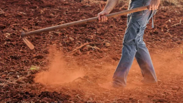 cow-dung-fertilizer